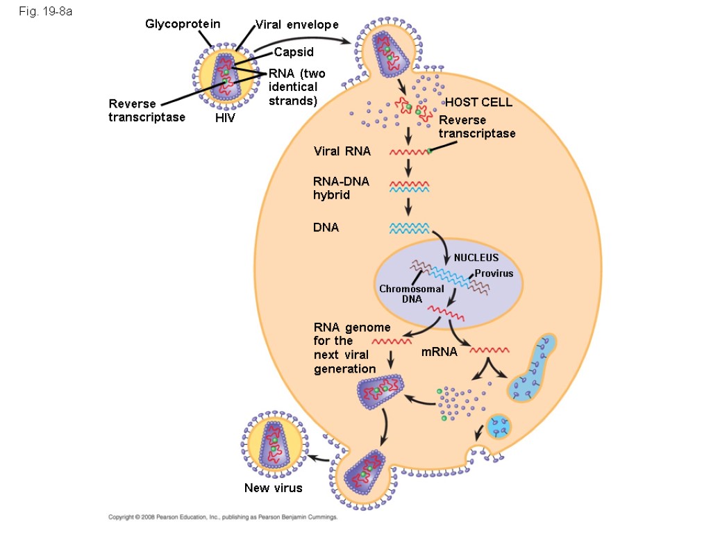 Fig. 19-8a Glycoprotein Reverse transcriptase HIV RNA (two identical strands) Capsid Viral envelope HOST